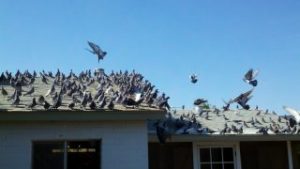 Pigeon flock on roof top