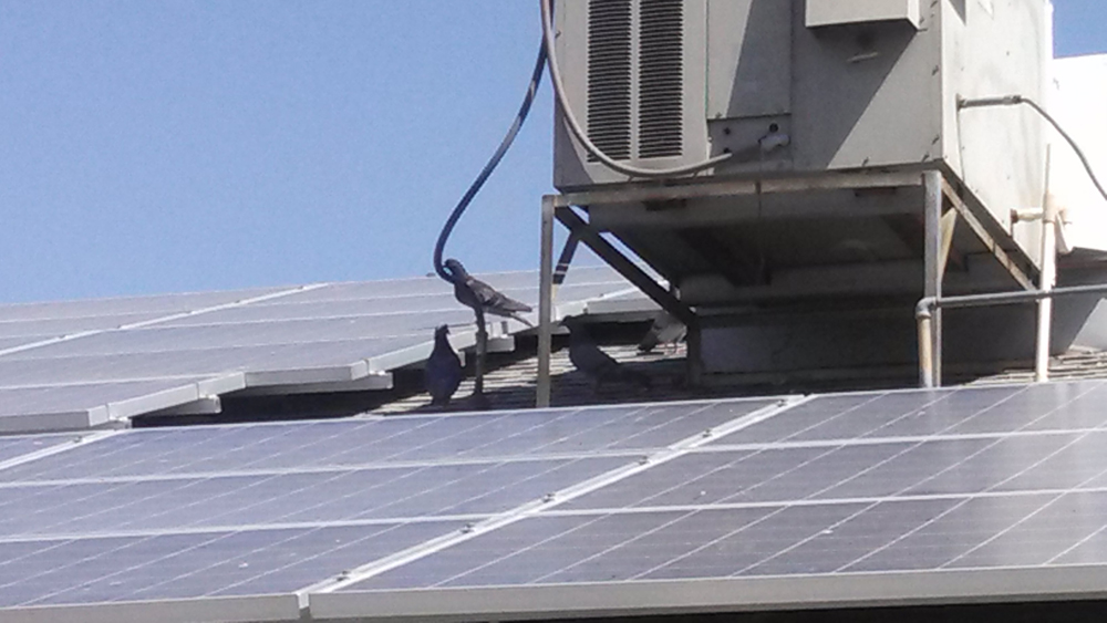 Pigeons on solar panels