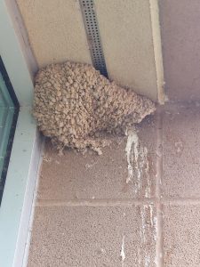 Mud swallow nest with feces