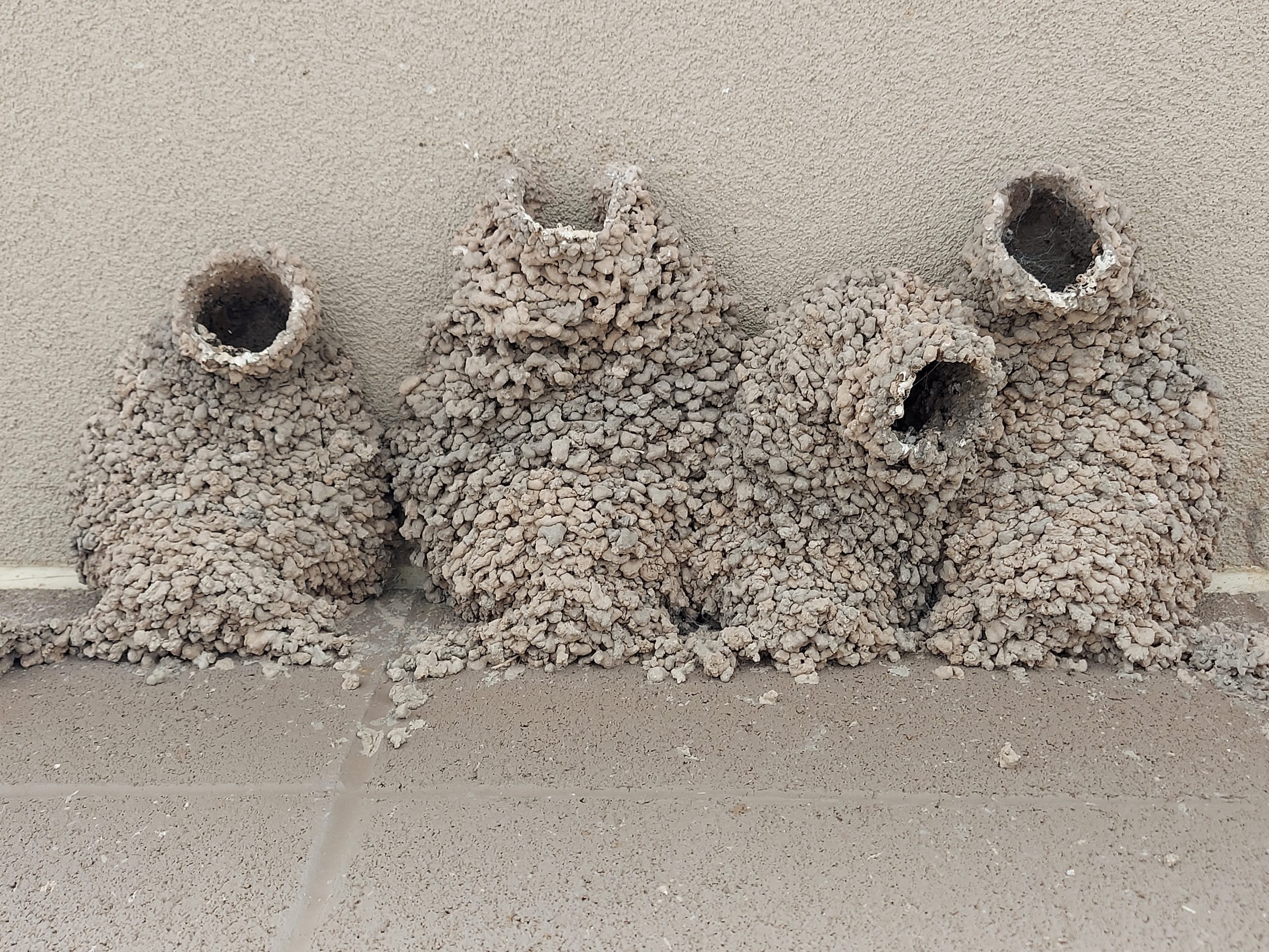 Close up group of Mud Swallow