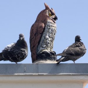 Plastic owls don't scare pigeons