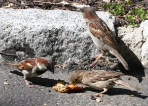 English Sparrows figh for food