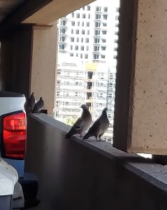 Pigeons on parking garage ledges making a mess